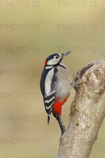 Great spotted woodpecker (Dendrocopos major) male sitting at a water pot in a tree trunk to search