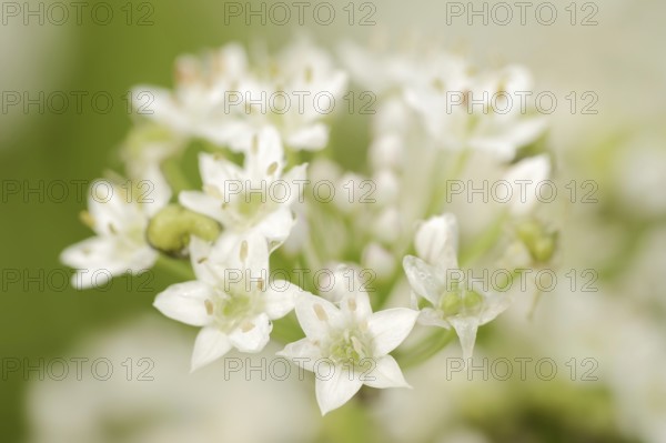 Garlic chives (Allium tuberosum), flowers, spice plant, medicinal plant, North Rhine-Westphalia,