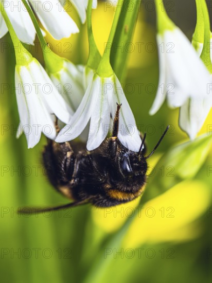 Bumblebee on Three-Cornered Leek, Snowbell, Allium triquetrum in forest at spring time