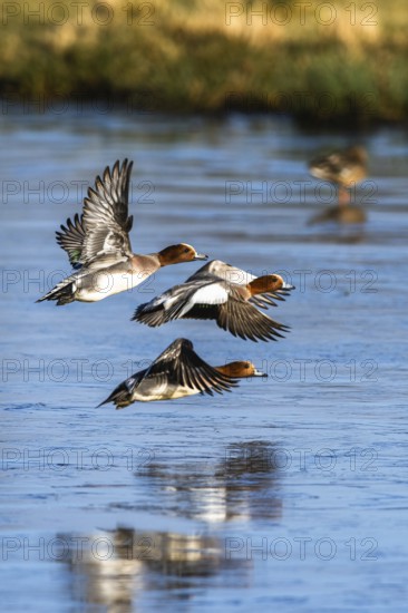 Eurasian Wigeon, (Mareca penelope) birds in flight over frozen water on marshes