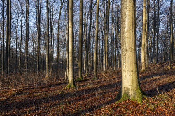 European beech forest, common beeches (Fagus sylvatica), in autumn, blue sky, Hainich National