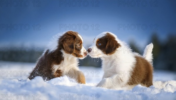 KI generated, dog, dogs, puppy, one, two, three, play, snow, winter, autumn leaves, blue sky,