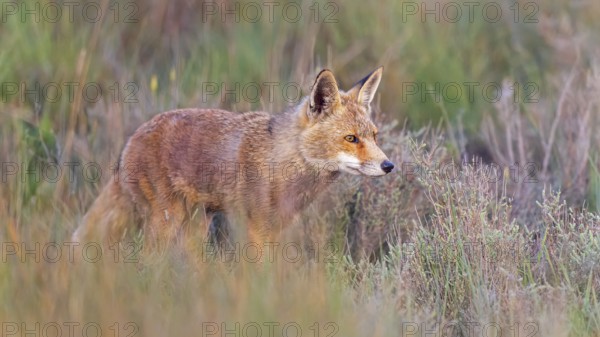 Red fox (Vulpes vulpes) foraging, hunting, on the hunt, in cover, stalking, predator, Central
