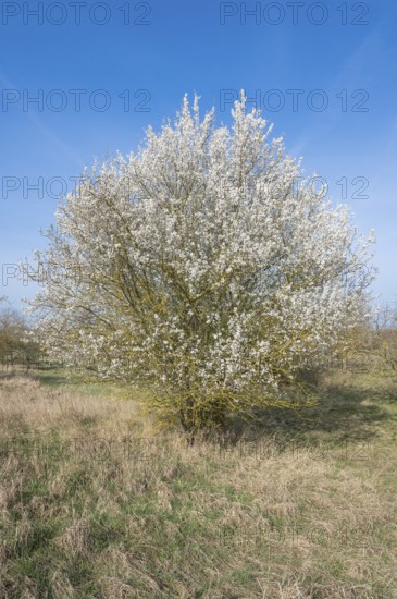 Blackthorn (Prunus spinosa) white flowering, Thuringia, Germany, Europe