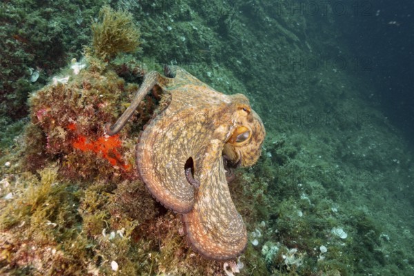 Common Octopus (Octopus vulgaris), common octopus, on a rock covered with algae under water. Dive