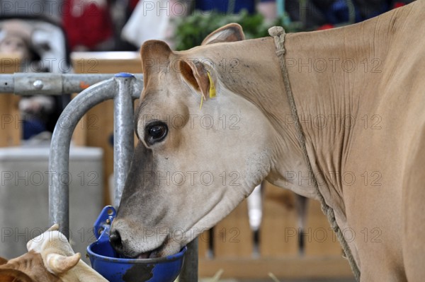 Dairy cow Jersey