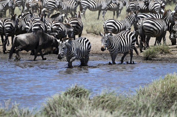 Blue wildebeests (Connochaetes taurinus) and zebras (Equus burchelli) by the pond, Serengeti