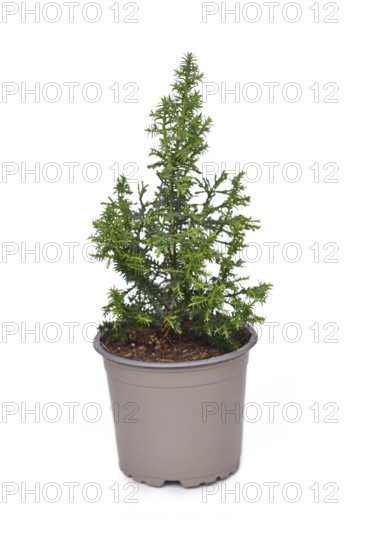 Small potted conifer tree plant on white background