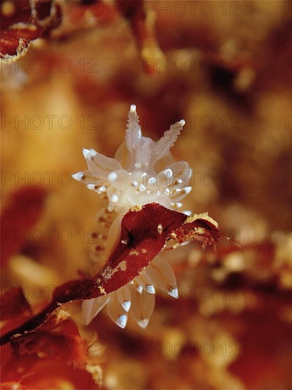 Macro shot of a white Striped Thick-billed Slug (Janolus christatus) on brown seaweed. Dive site