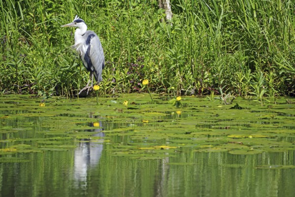 Grey heron reflected in the calm waters of a canal, water lilies, Scotland Great Britain