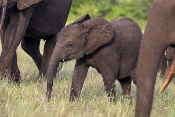 African forest elephant (Loxodonta cyclotis) in a clearing in Loango National Park, Parc National