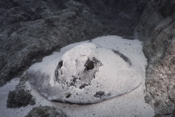 A round stingray (Taeniura grabata) rests on the sandy bottom between lava rocks. Dive site Los