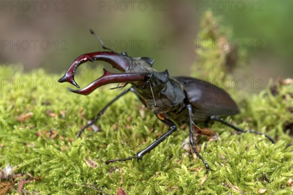 Stag beetle (Lucanus cervus), horned beetle, fire beetle, male with large mandibles, upper jaw,