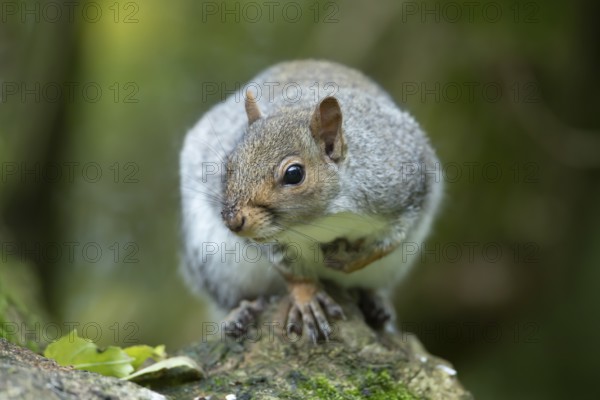 Grey squirrel (Sciurus carolinensis) adult animal on a tree branch, England, United Kingdom, Europe