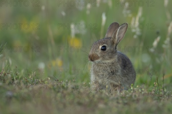 Rabbit (Oryctolagus cuniculus) wild juvenile baby animal resting in grassland in the summer,