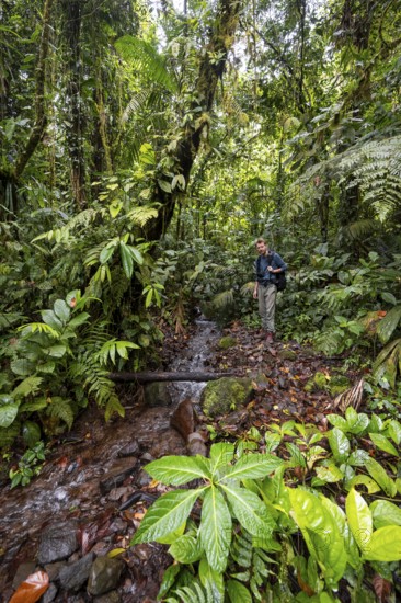 Young man by a small stream, tourist on a narrow hiking trail in the tropical rainforest, Laguna de