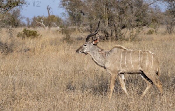 Greater Kudu (Tragelaphus strepsiceros) in dry grass, adult male, Kruger National Park, South