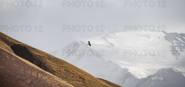 Bearded vulture (Gypaetus barbatus) in flight in front of a glaciated mountain peak, Lenin Peak,