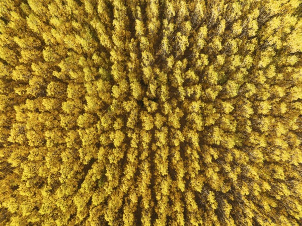 European Aspen (Populus tremula) in autumnal colours. Cultivated for timber. Aerial view. Drone