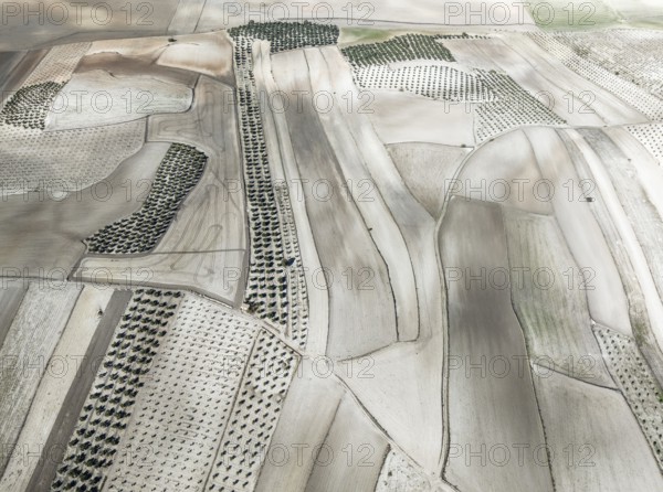 Farmland and cultivated olive trees (Olea europaea) . Aerial view. Drone shot. Granada province,
