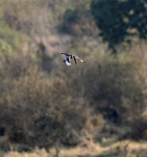 Pied kingfisher (Ceryle rudis) in flight hunting for fish, Kruger National Park, South Africa,