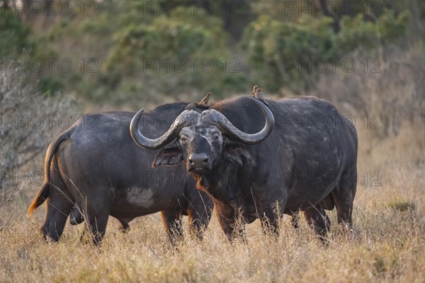 African buffalo (Syncerus caffer caffer) with red-billed oxpecker (Buphagus erythrorynchus), two