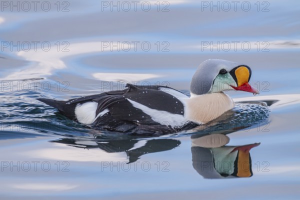 Common eider (Somateria spectabilis), swimming in the water, Batsfjord, Varanger Peninsula, Norway,