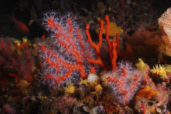 Bright red coral, Corallium rubrum, in a colourful underwater landscape. Dive site Giens Peninsula,