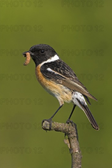 Stonechat, (Saxicola torquata), foraging, male, Bad Dürkheim district, Eich, Rhineland-Palatinate,