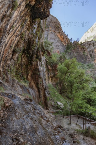 Wet sandstone rock face along the Weeping Rock Trail in Zion National Park, Utah