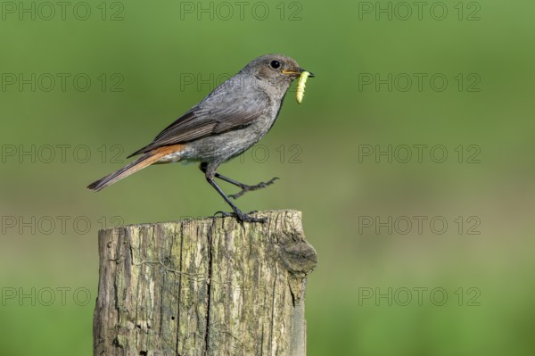 Black redstart (Phoenicurus ochruros gibraltariensis) female, first calendar year male perched on