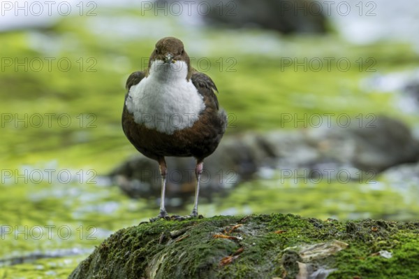 White-throated dipper, Central European dipper (Cinclus cinclus aquaticus) on rock in stream, river