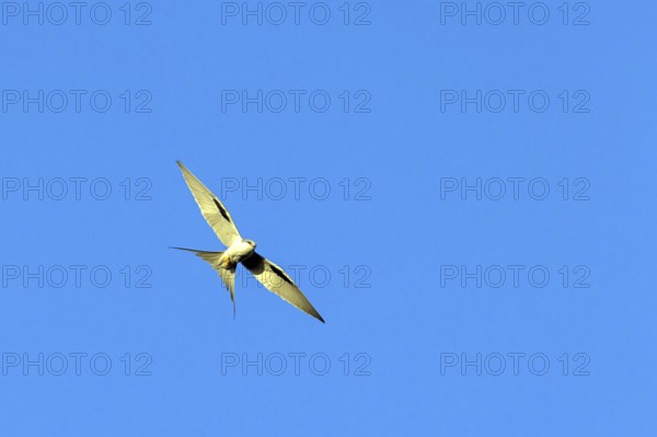 Swallow-tailed Kite, (Chelictinia riocourii), also Scissor-tailed Kite, African Swallow-tailed