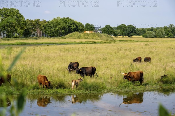 Herd of Hecker cattle in the Kiebitzwiese nature reserve, on the territory of the town of