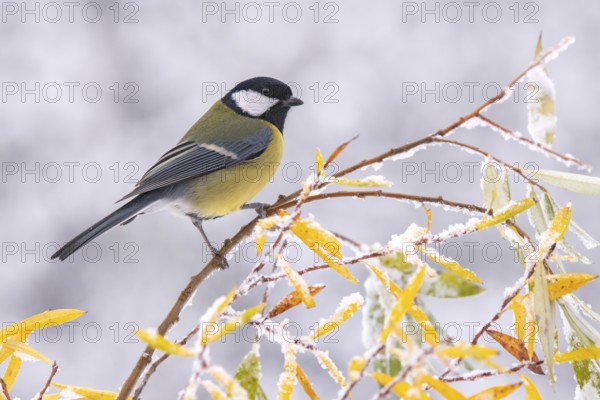 Great tit (Parus major), sitting on a branch, Terfens, Tyrol, Austria, Europe