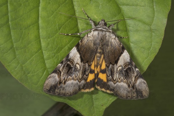 Yellow bands underwing (Catocala fulminea) on a green leaf, Baden-Württemberg, Germany, Europe