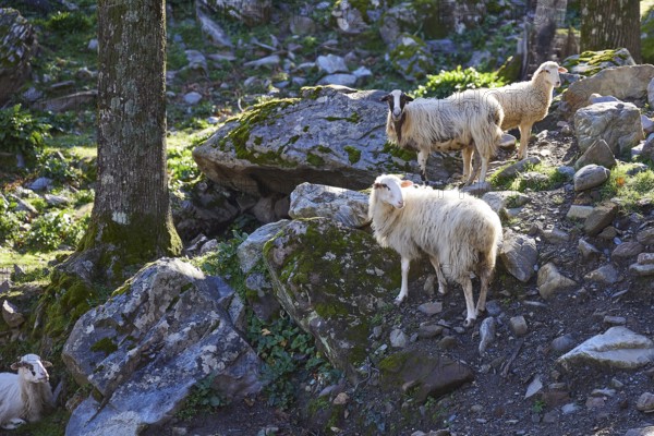Three sheep standing on stony ground in the forest, Palea Roumata, Lefka Ori, White Mountains,