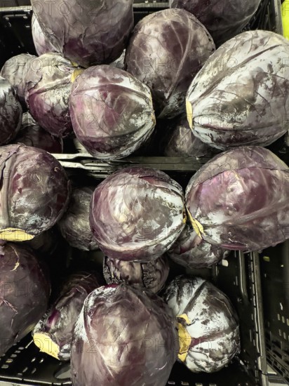 Several heads of Red cabbage (Brassica oleracea convar. Capitata var. rubra) unpackaged in loose