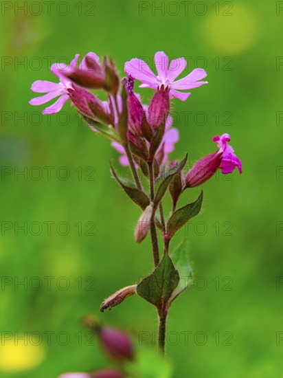 Red campion (Silene dioica), Berchtesgaden National Park, Ramsau, Berchtesgadener Land, Bavaria,