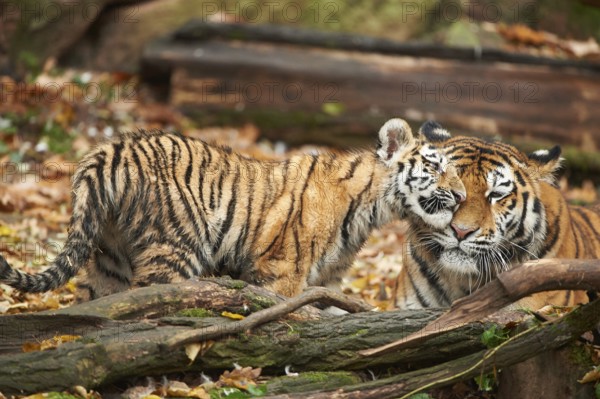Close-up of Siberian tiger or Amur tiger (Panthera tigris altaica) mother with her youngster in