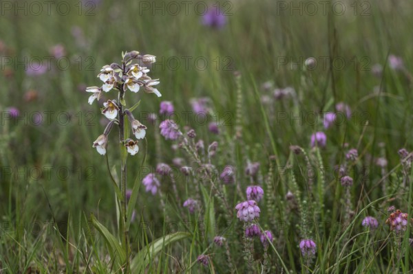 Marsh helleborine (Epipactis palustris), Emsland, Lower Saxony, Germany, Europe