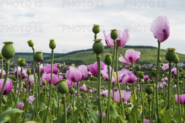 Opium poppy (Papaver somniferum), opium poppy field, Erlenbach, near Heilbronn, Baden-Württemberg,