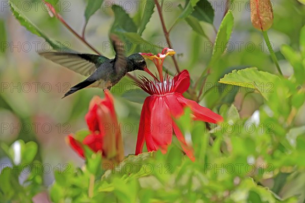 Broad-billed hummingbird (Cynanthus latirostris), adult, male, flying, on flower, foraging, Sonoran