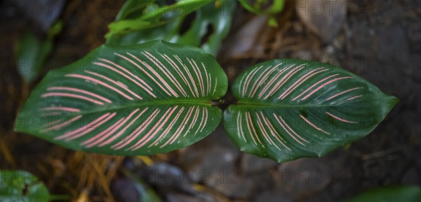 Colombian marante (Calathea ornata), leaf with pink stripes, Tortuguero National Park, Costa Rica,