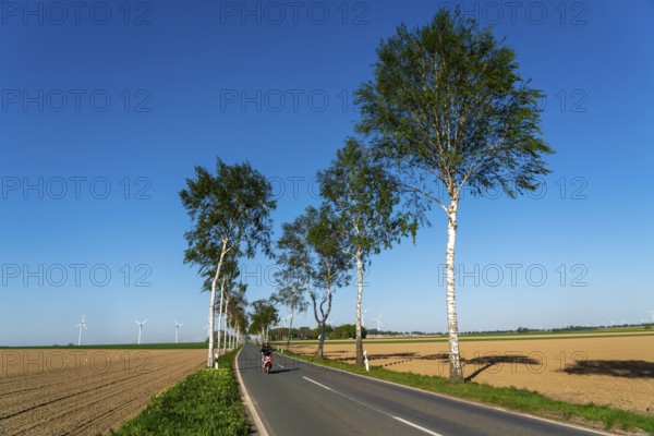 Birch avenue, country road, near the village of Katzem, Heinsberg district, wind farm, North