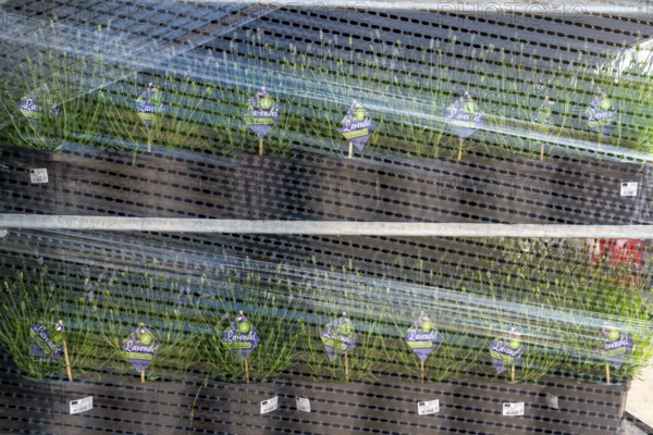 Horticultural company, lavender plants, in flower pots, outdoors, are packed for transport to the