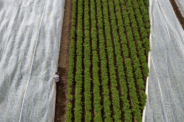 Potato field, fleece cover is removed, the fleece is intended to protect against weather