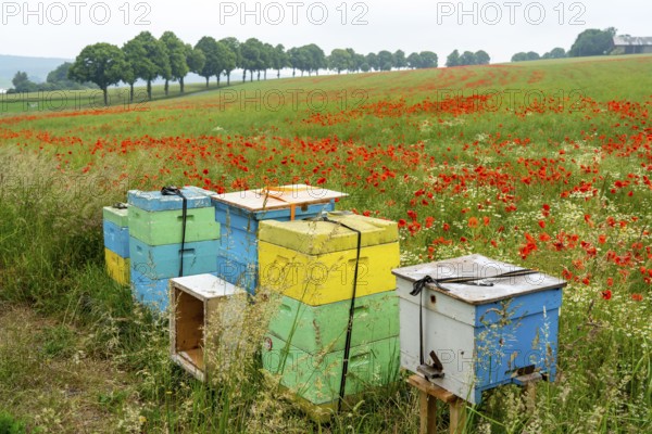 Beehives, beekeeping in a cornfield with blooming poppies, near Warstein, Sauerland, North
