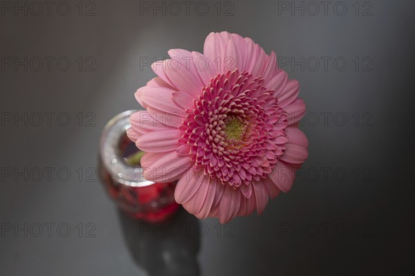 Blossom of a gerbera (gerbera) in a vase on a grey background, Bavaria, Germany, Europe