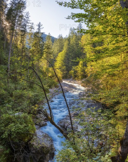 A clear river flows through a dense forest under a sunny sky, Wimbach